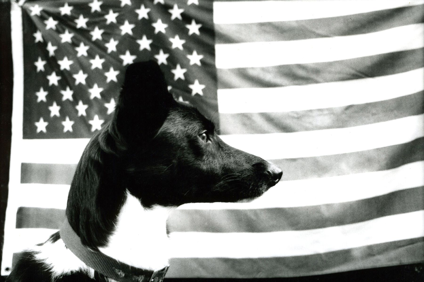 1dogwithamericanflag