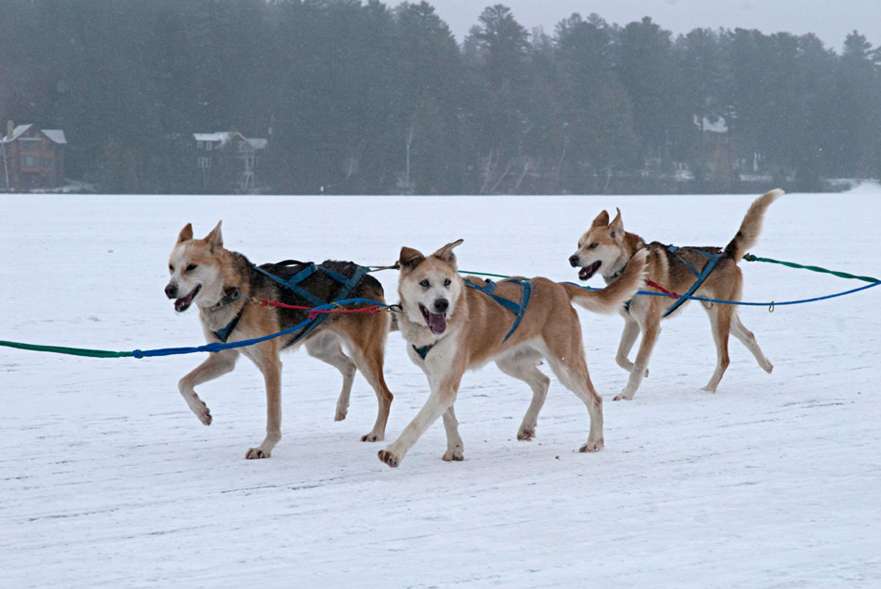 1sleddogs_running122