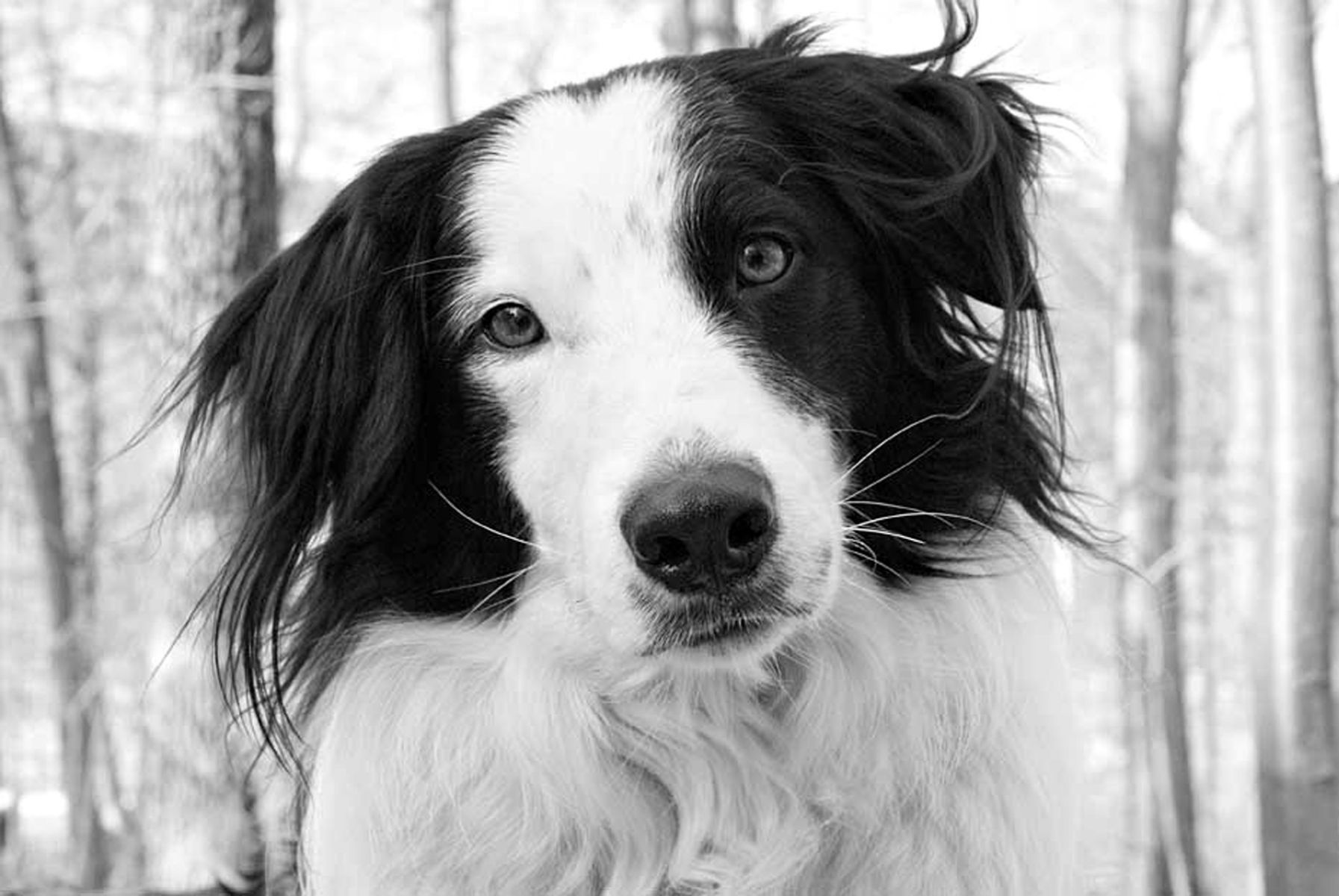 1bordercollie49_bwlow