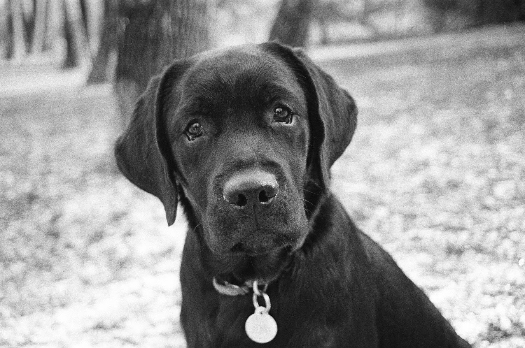 1blacklabrador