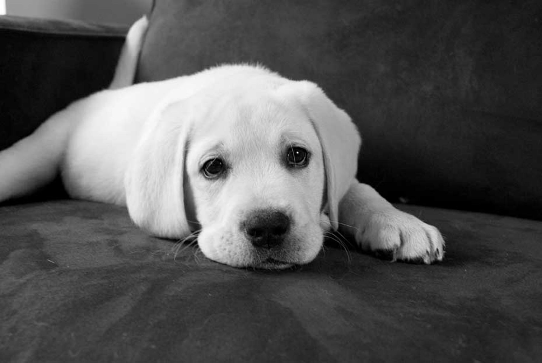11-yellowlabradorpuppy151_bwlow