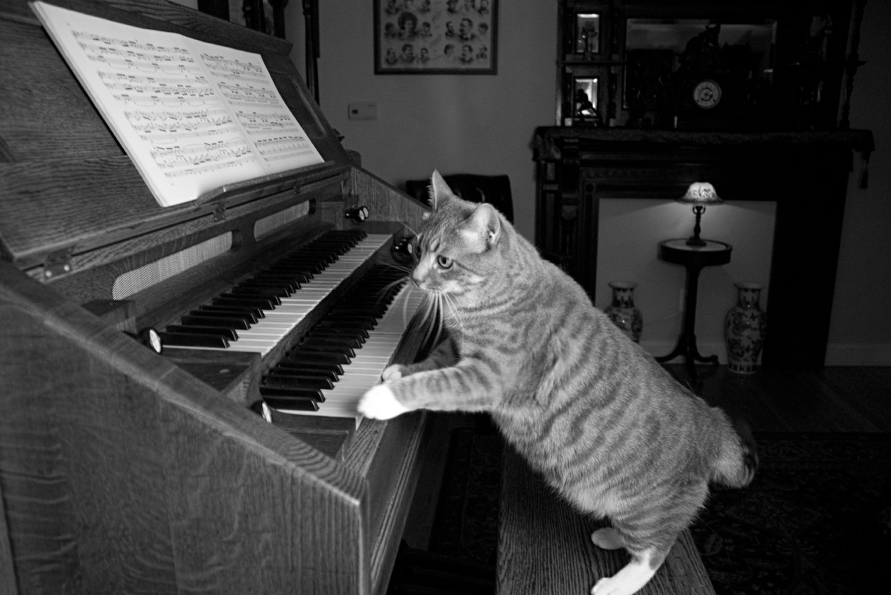 1catplayingpiano45_bw