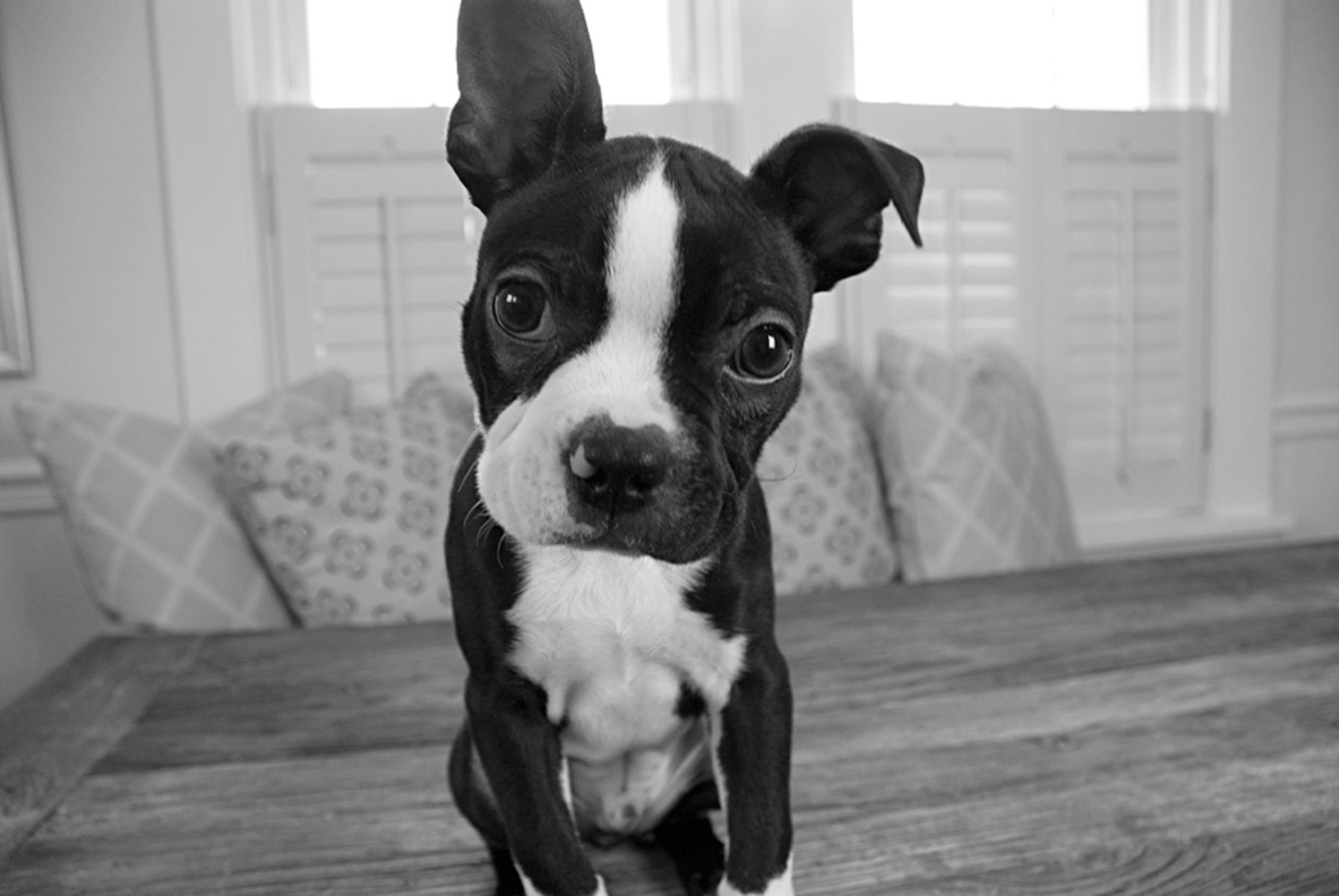 1bostonterrierpuppy42_bw