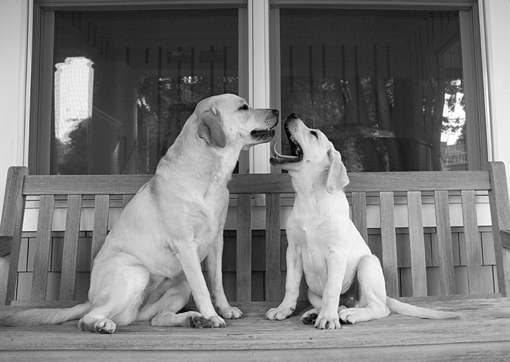 1yellowlabs75_bw