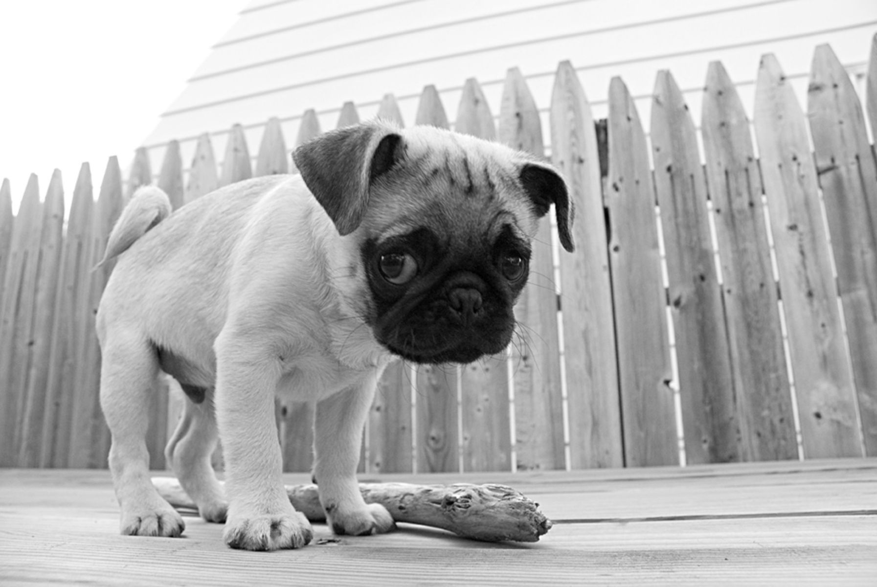1pug_withstick60_bw
