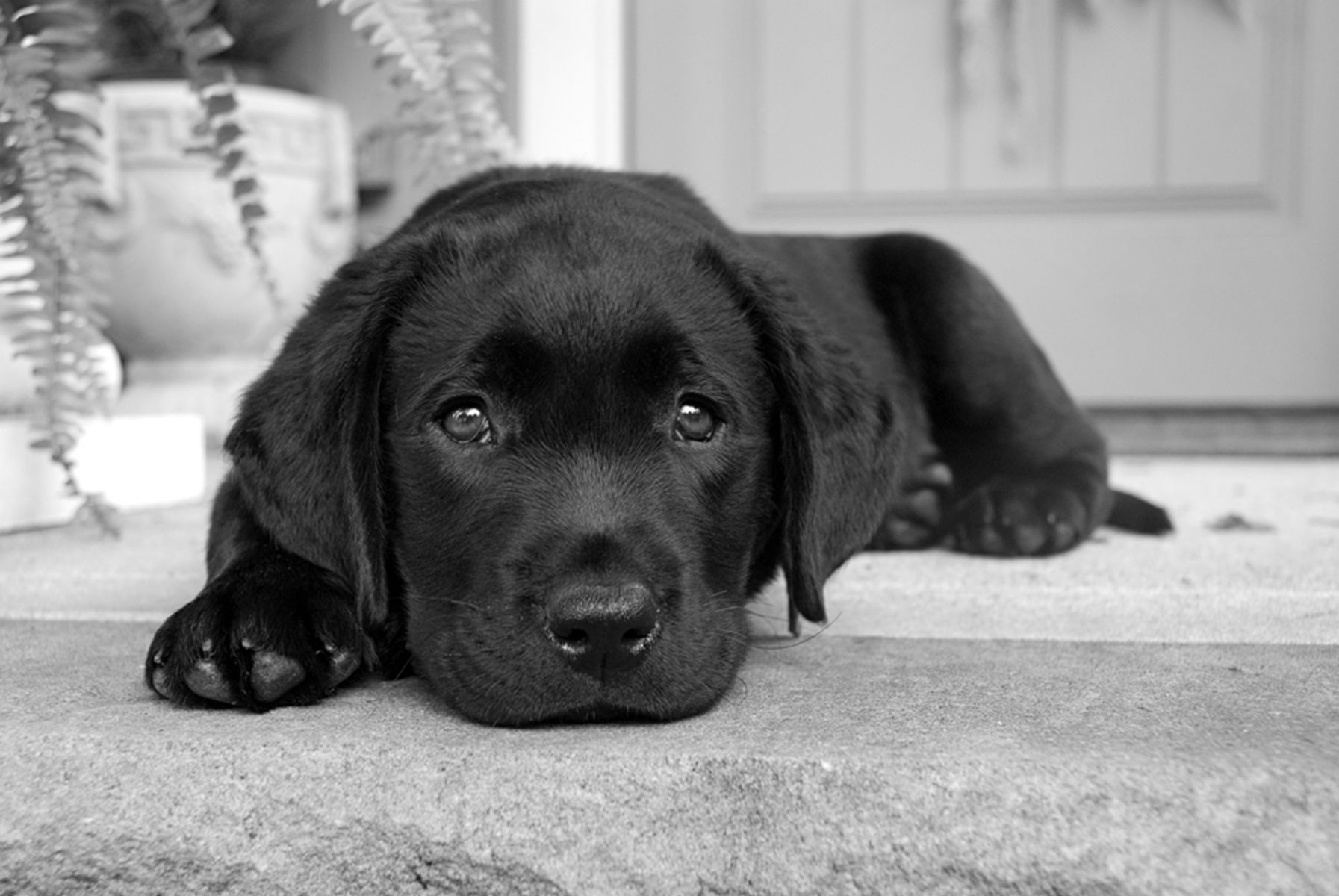 11-blacklabpuppy18_bw