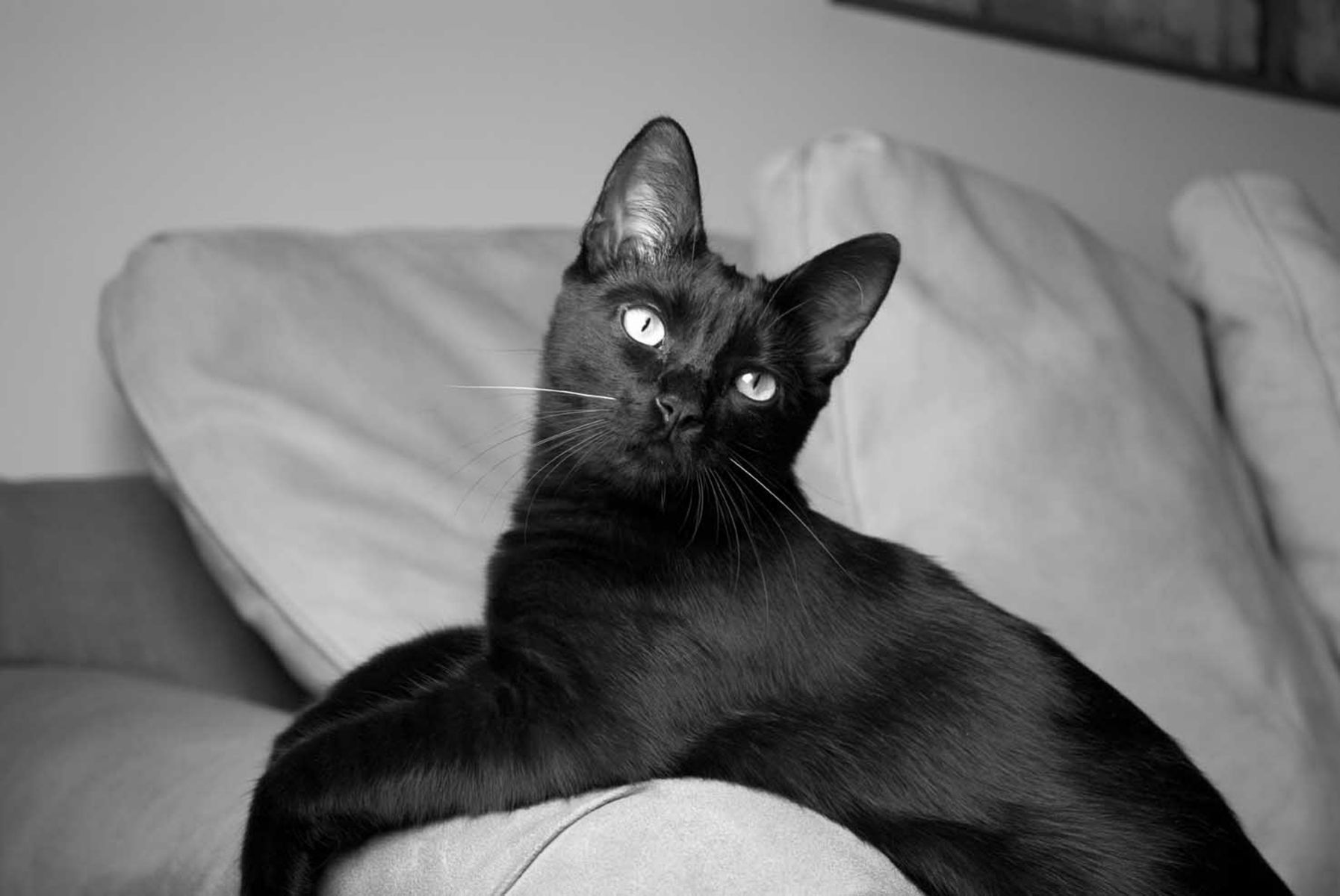 1black_kitten53_bwlow