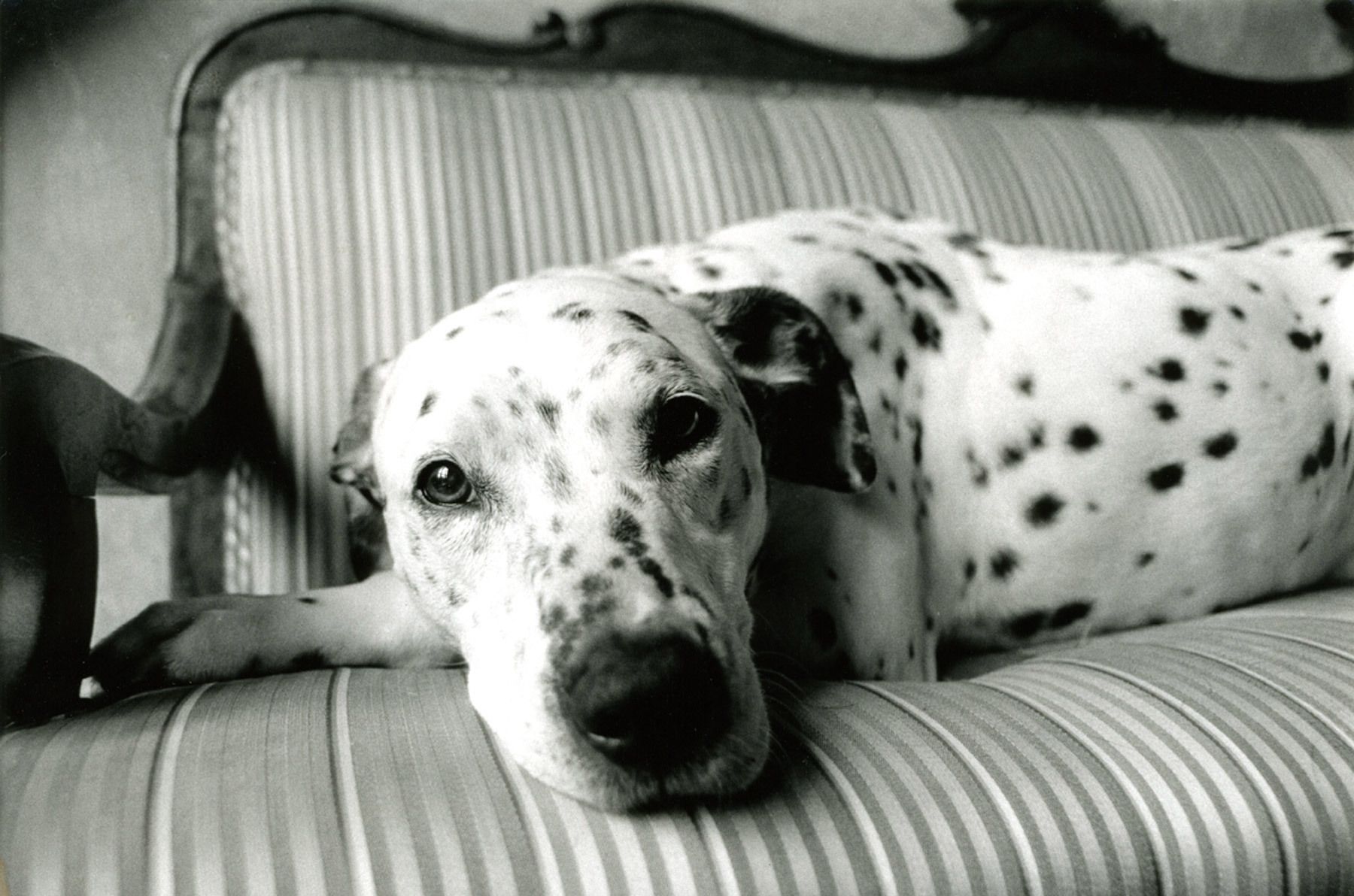 1dalmation