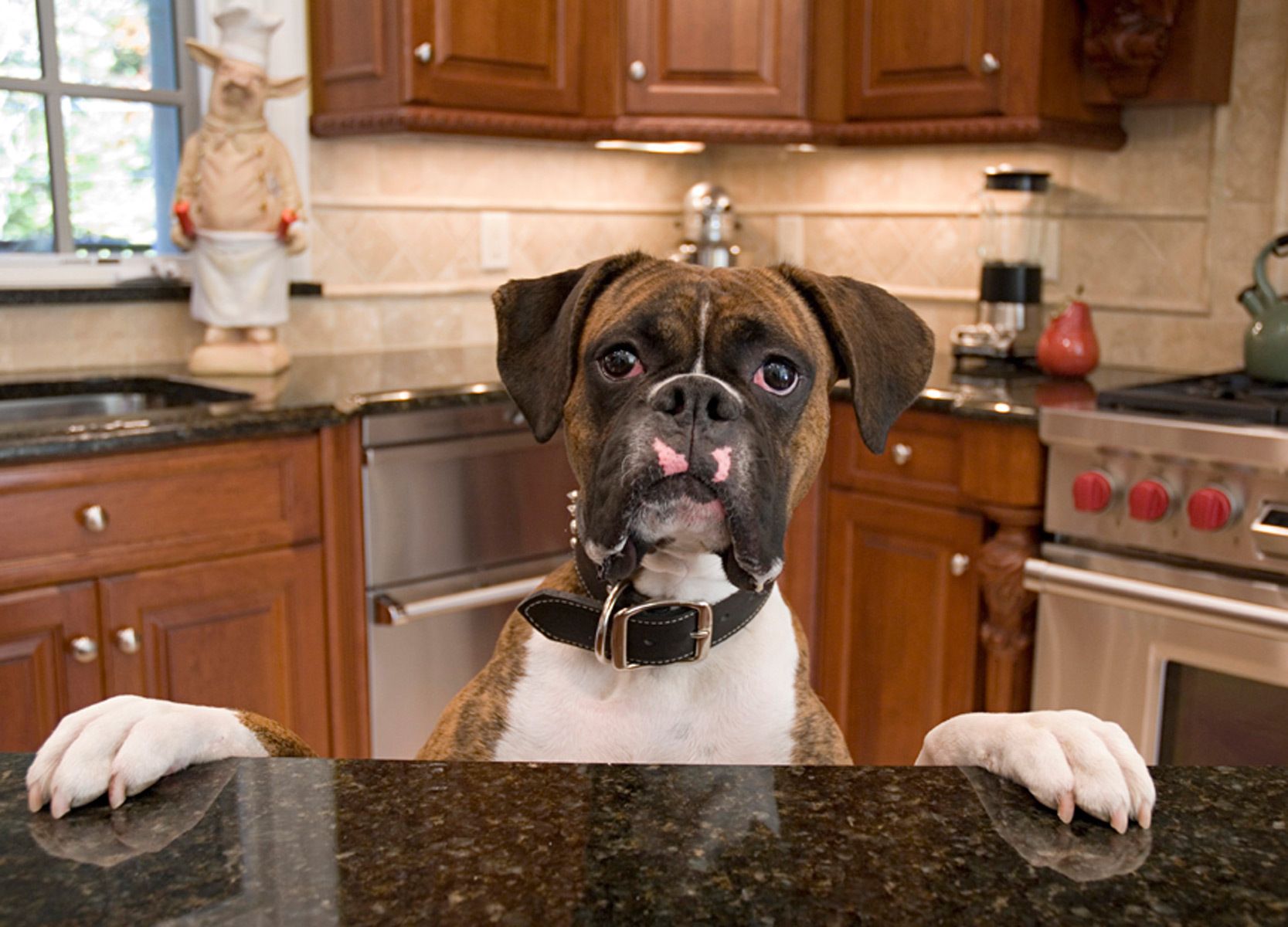 1boxer_kitchencounter84