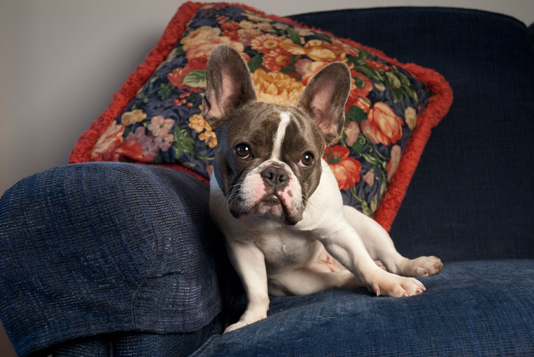 1frenchbulldogpuppy86