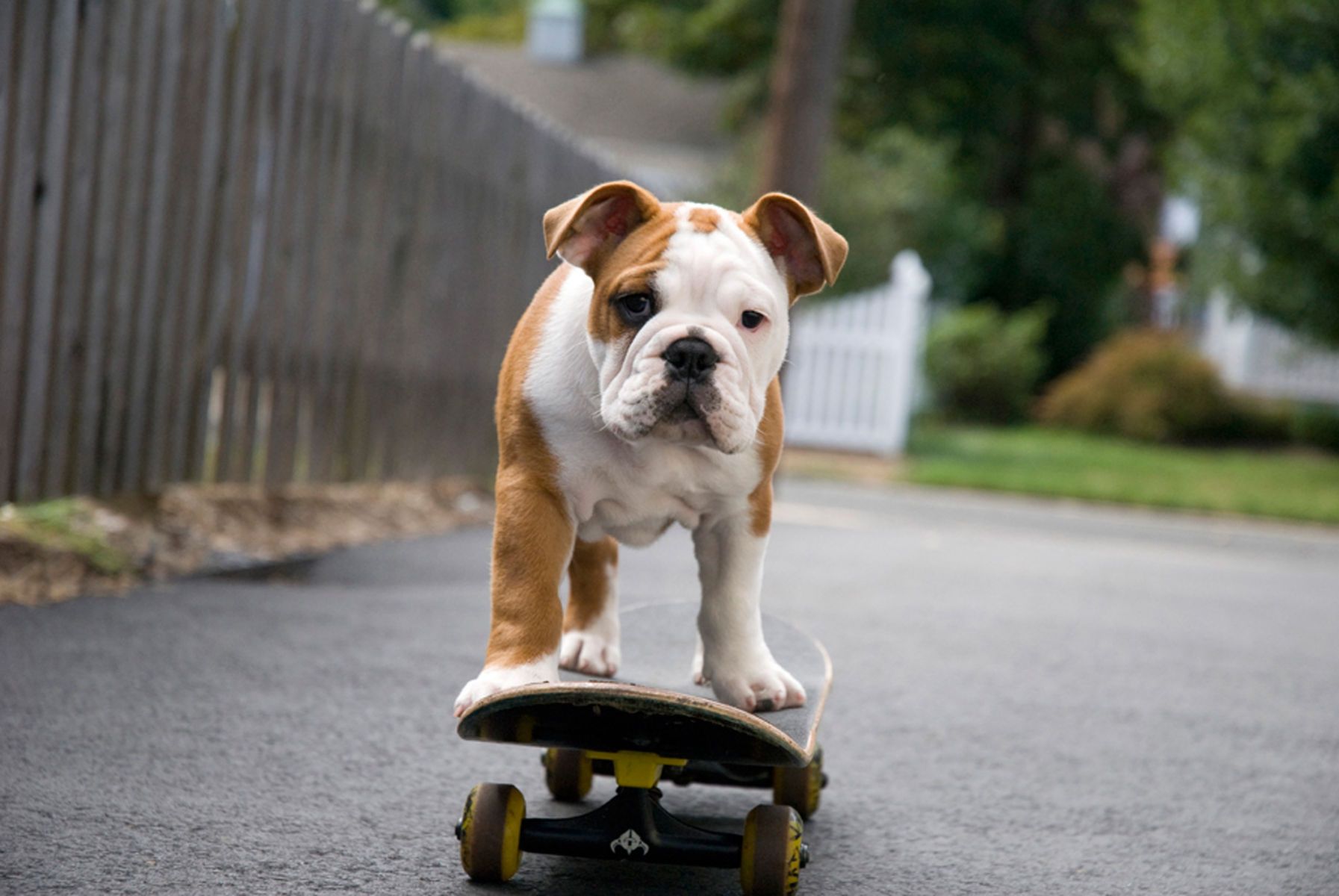 1bulldogpuppy94_colorlow