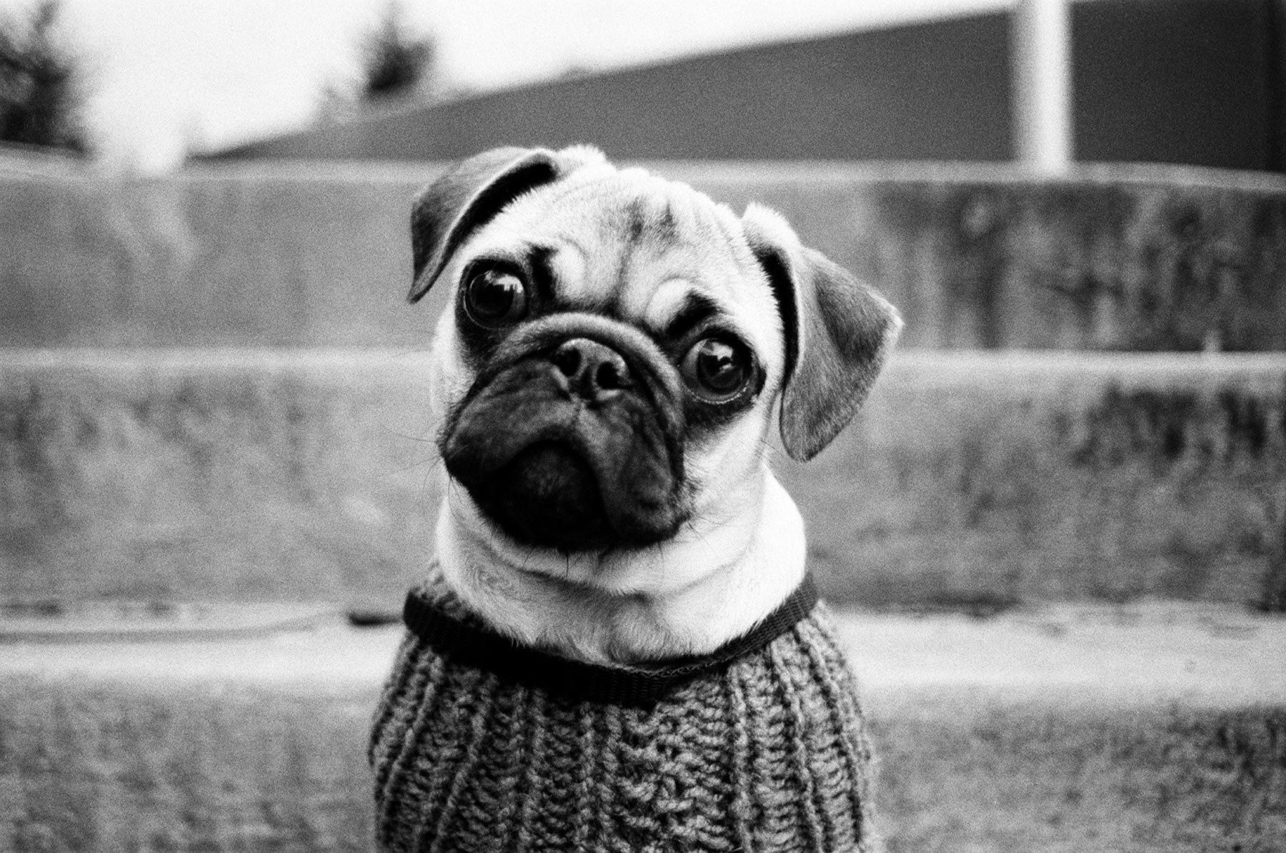 1pugpuppy_sweater