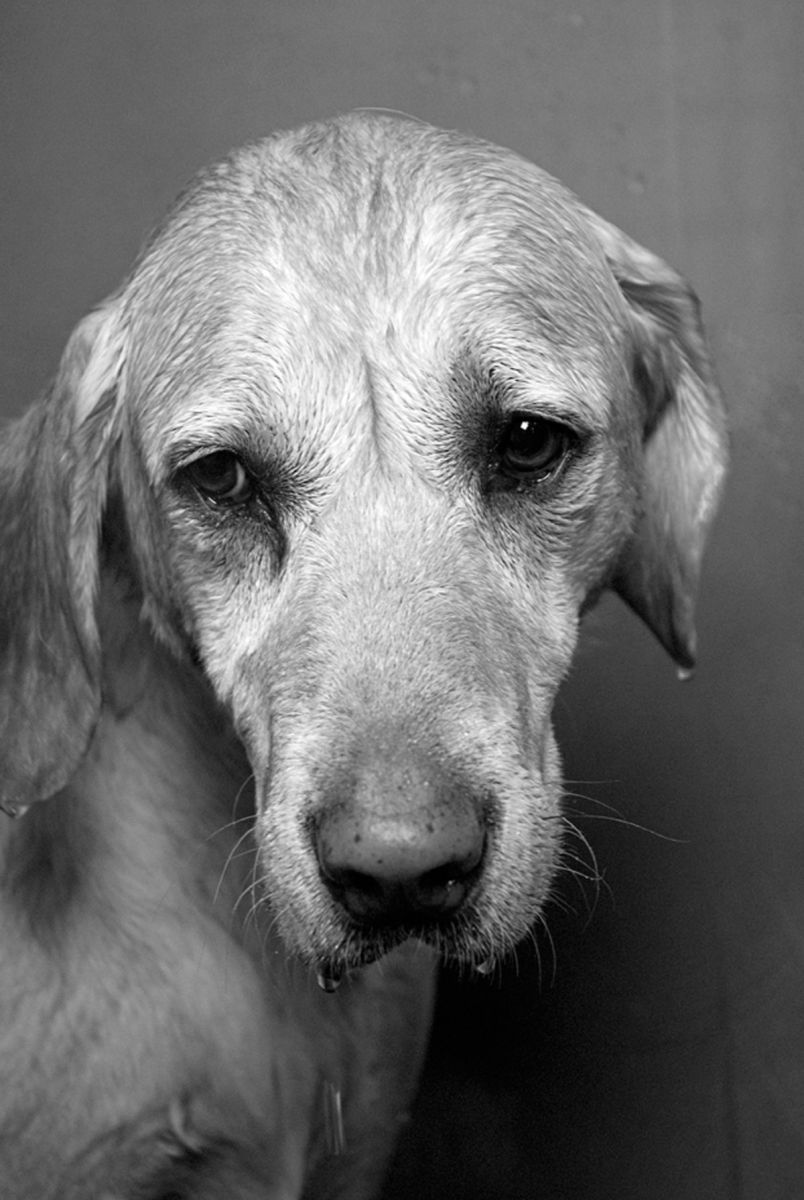1yellowlab119_bw