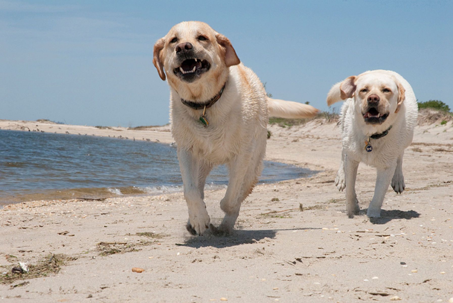 1yellowlabradors_running148_kl