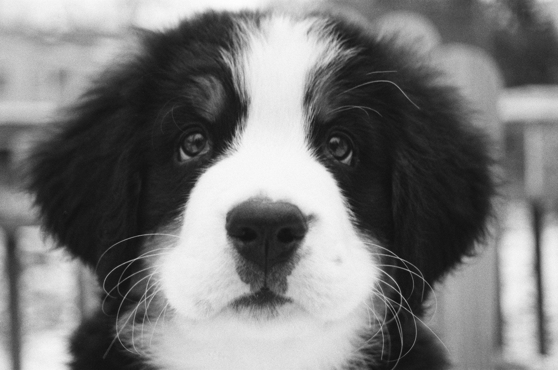1bernesemountainpuppy