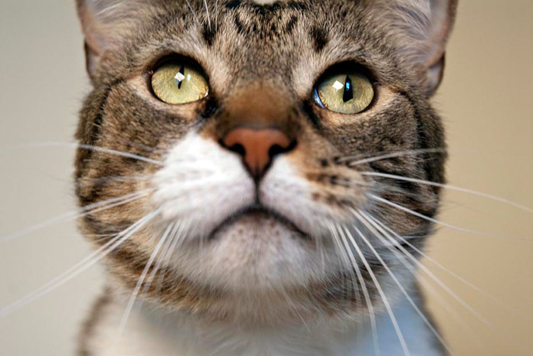 1tabbycat_closeup49_kllow