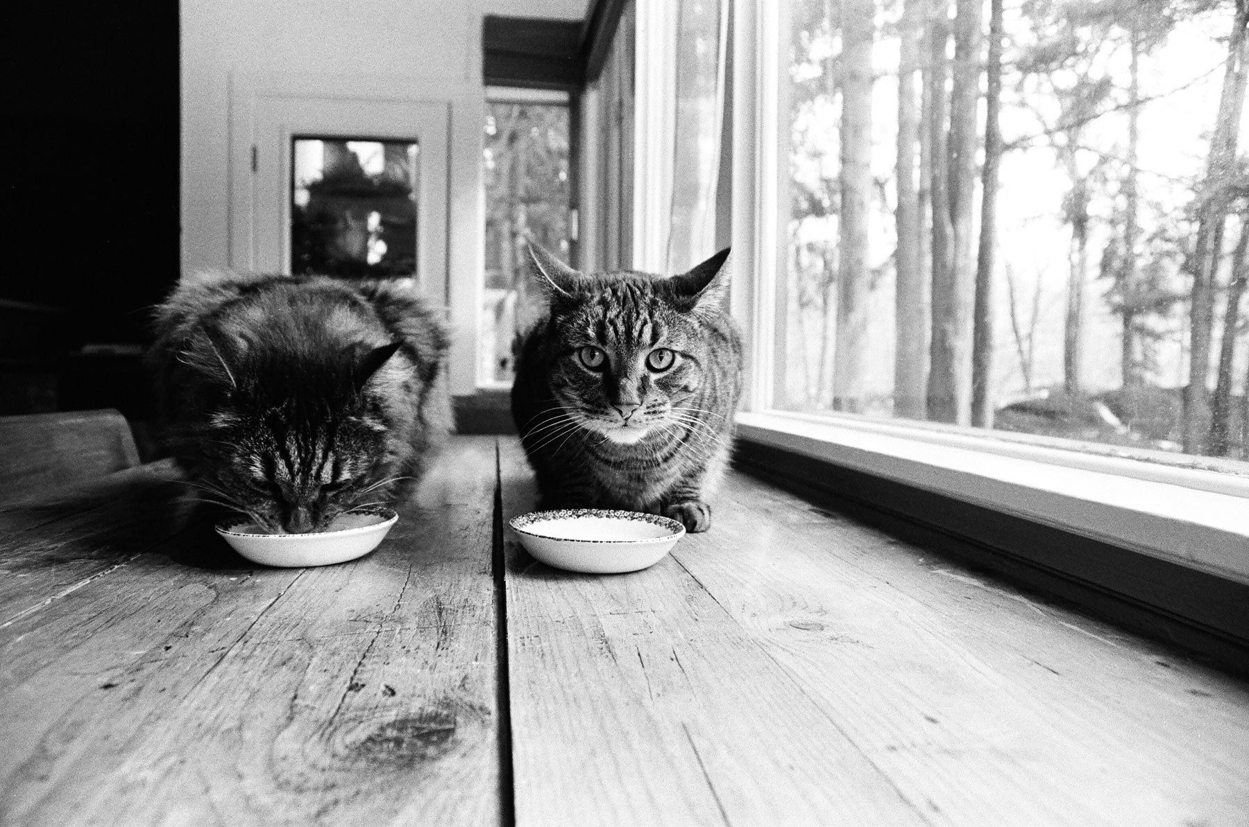 1cats_eating