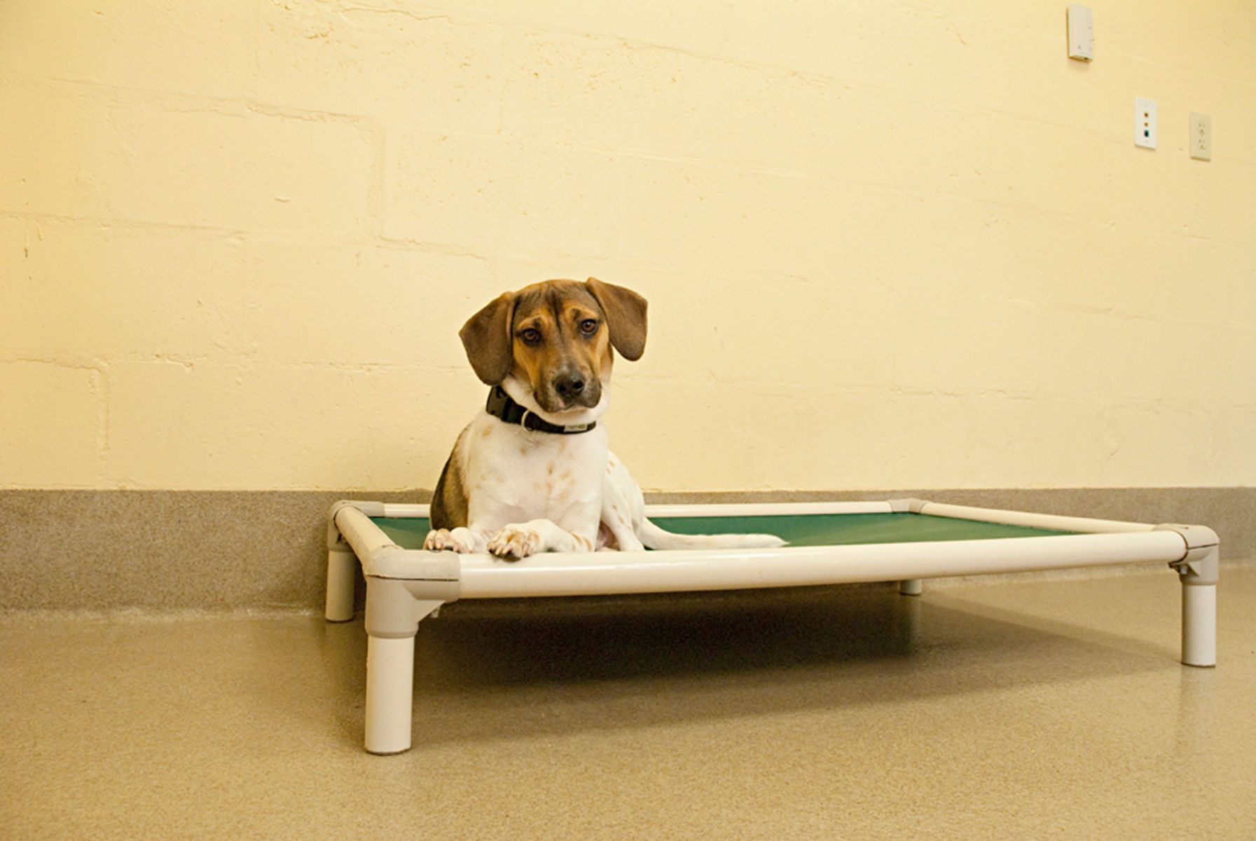 1beagle_shelterbed16
