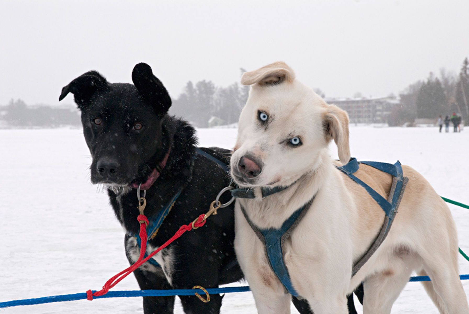 1sleddogs_huskiescolor111