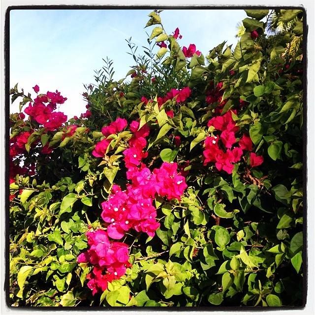Flowers Sanibel FL