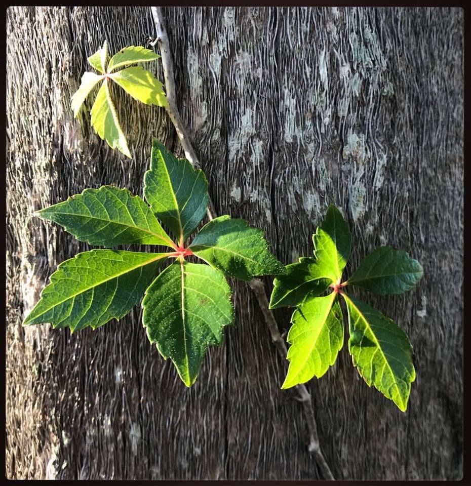 Nature adjusting