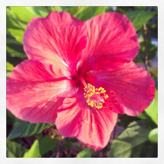Hibiscus Ft Myers FL