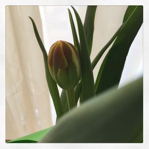 Tulip Bud