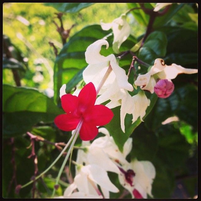 Walkabout Flowers Ft Myers