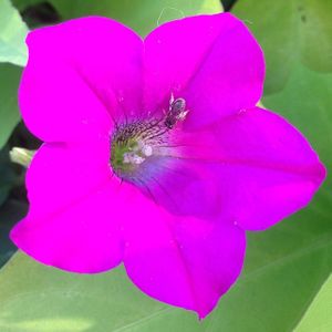 Bee In Flower Annapolis MD