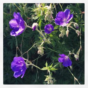 Flowers Montpelier VT