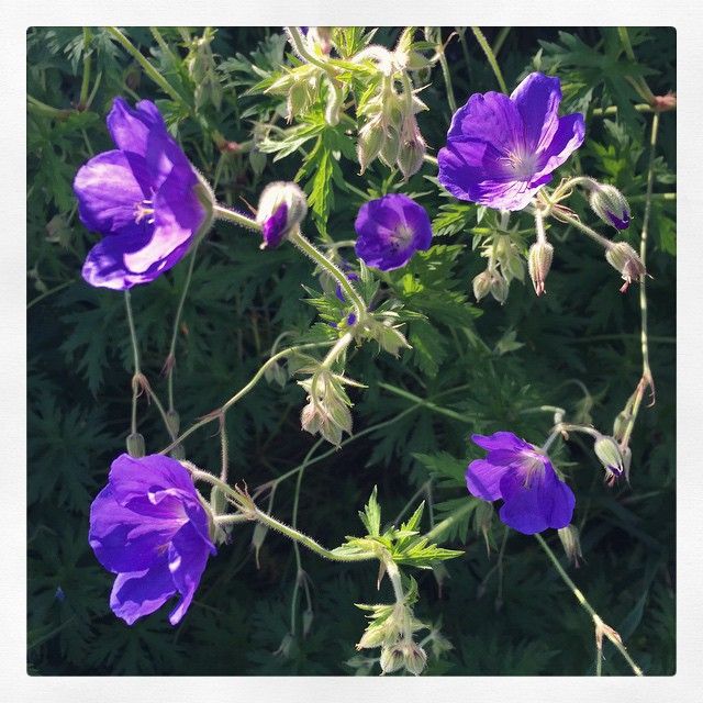 Flowers Montpelier VT