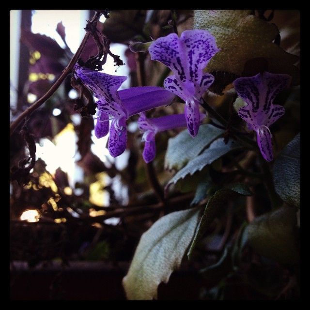 Mom's Flowers 2