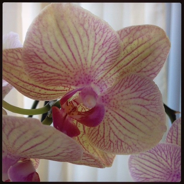 Conny's Orchid
