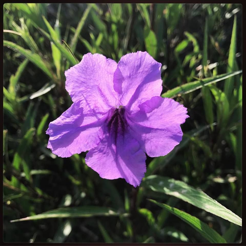 The color of purple