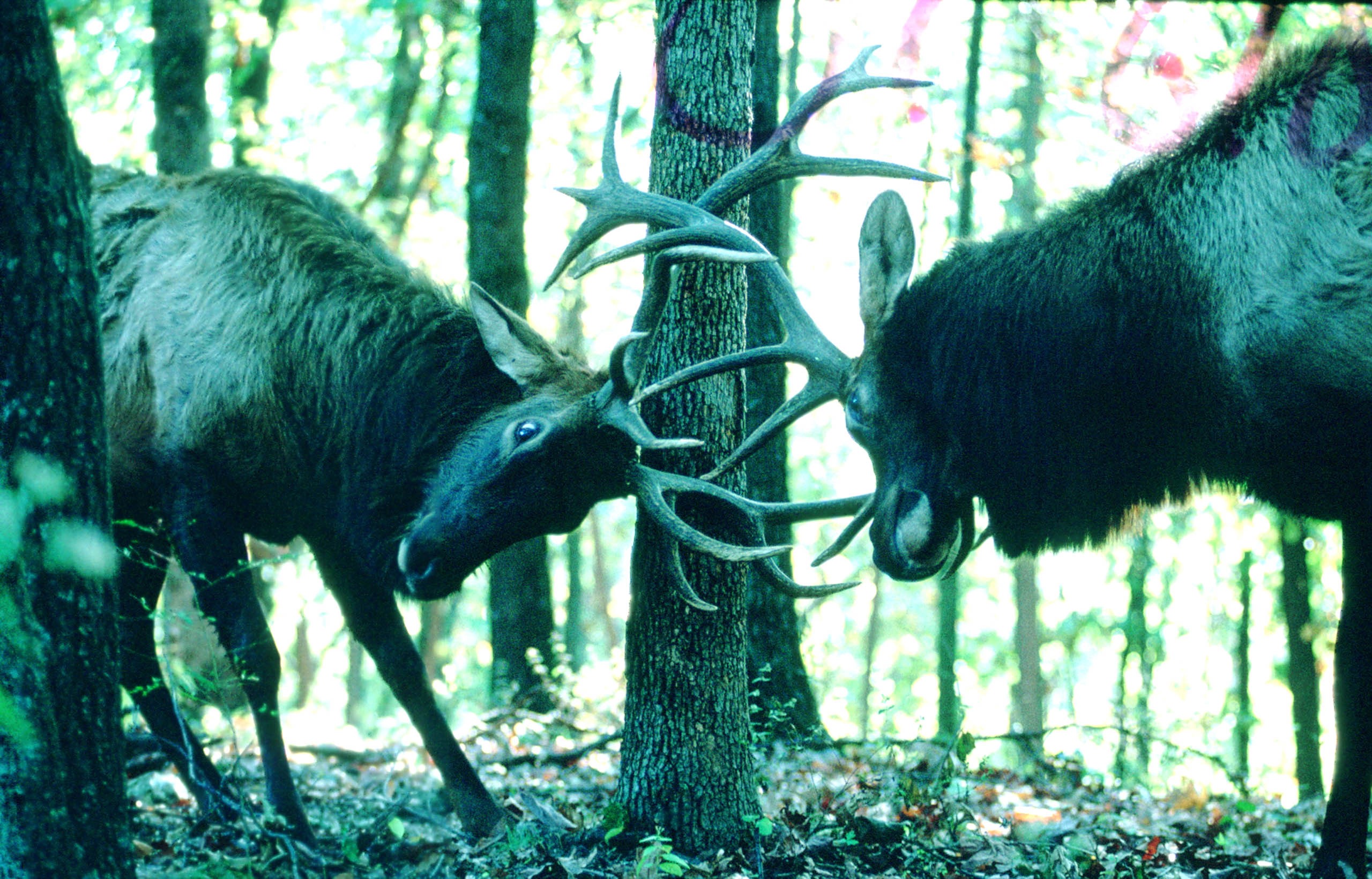 Disagreement in Lone Elk Park