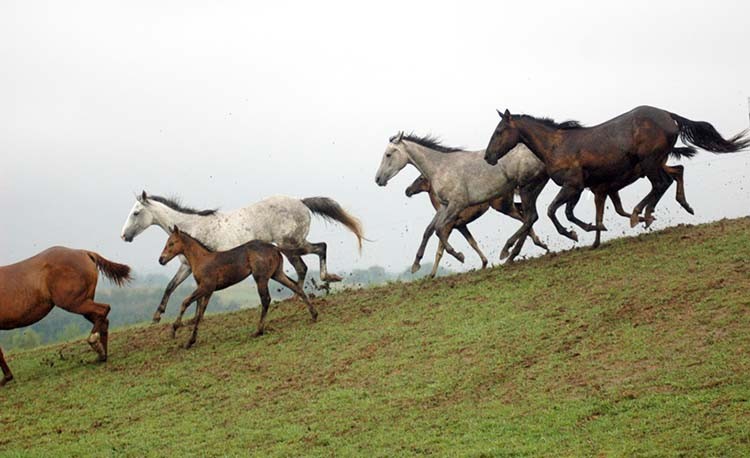 Schuyler County Missouri Horse Rescue