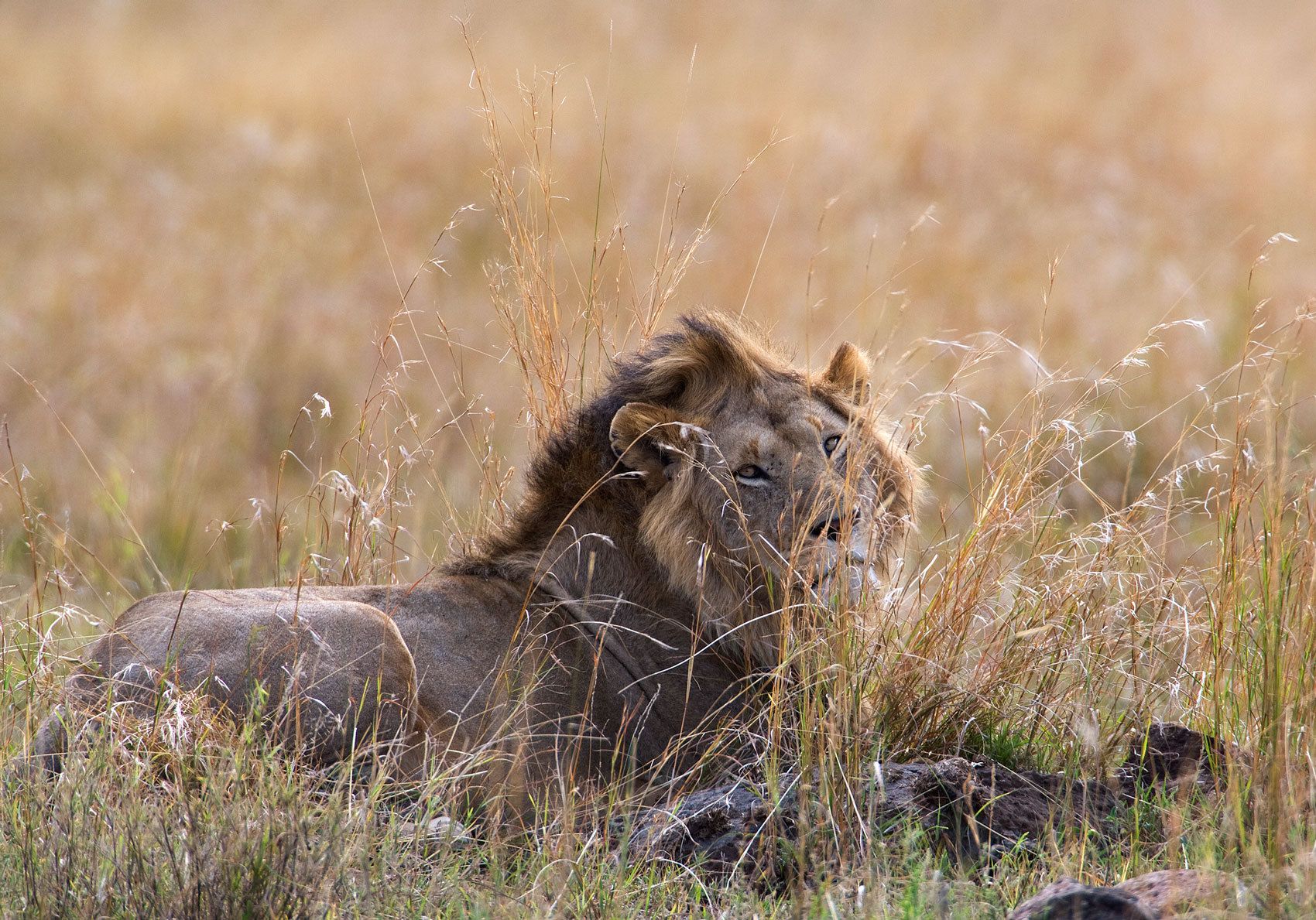 Lion (Panthera leo) is a large cat of the genus Panthera native to Africa and India Adult Male Lion - Maasai Mara Game Reserve. Kenya