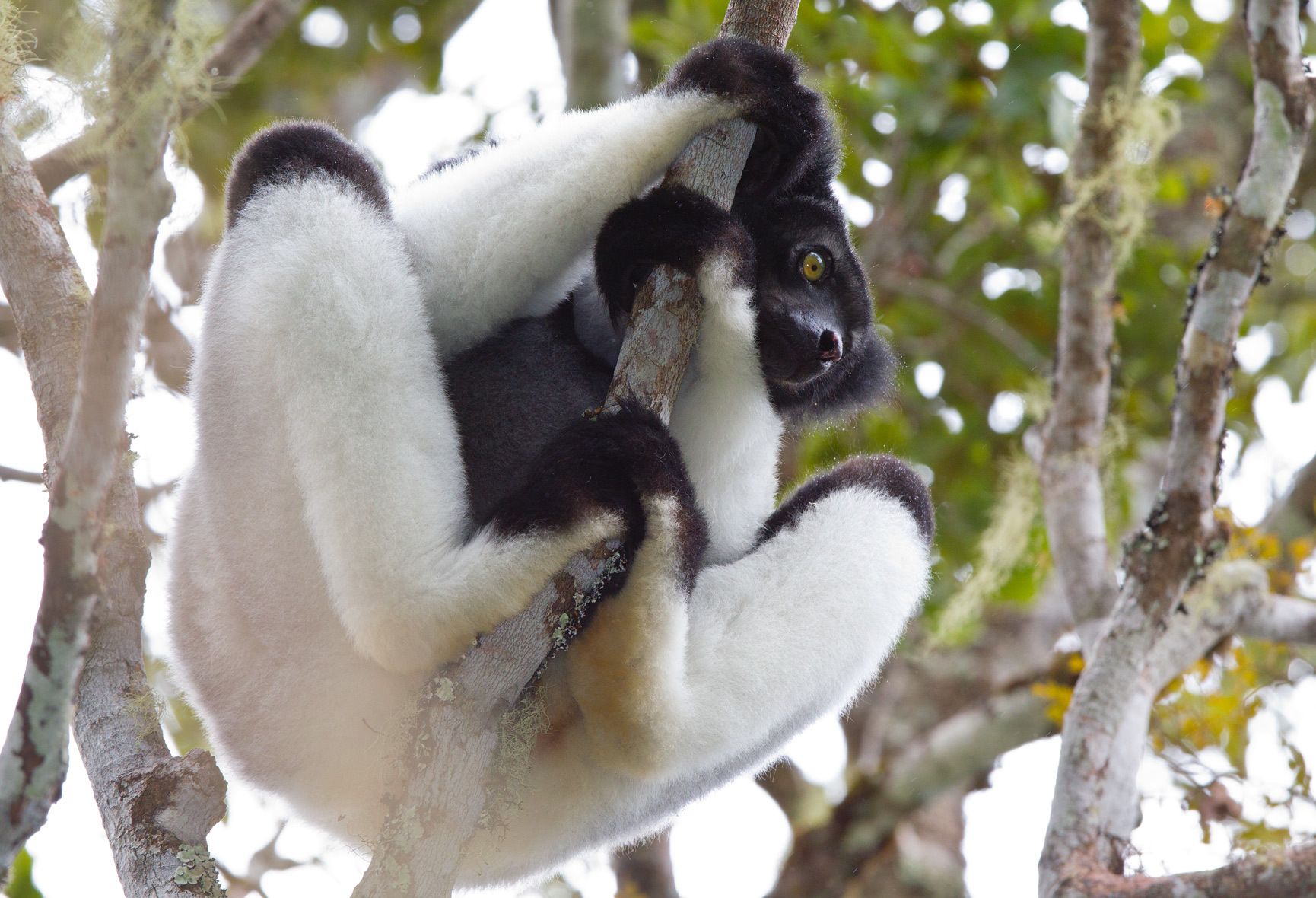 1bw_lemur4