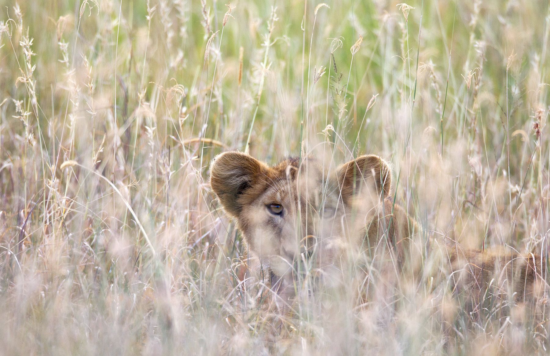 Lion, (Panthera leo). A lion cub hiding in tall grass. Seronera region, Serengeti National Park, Tanzania. Hiding.