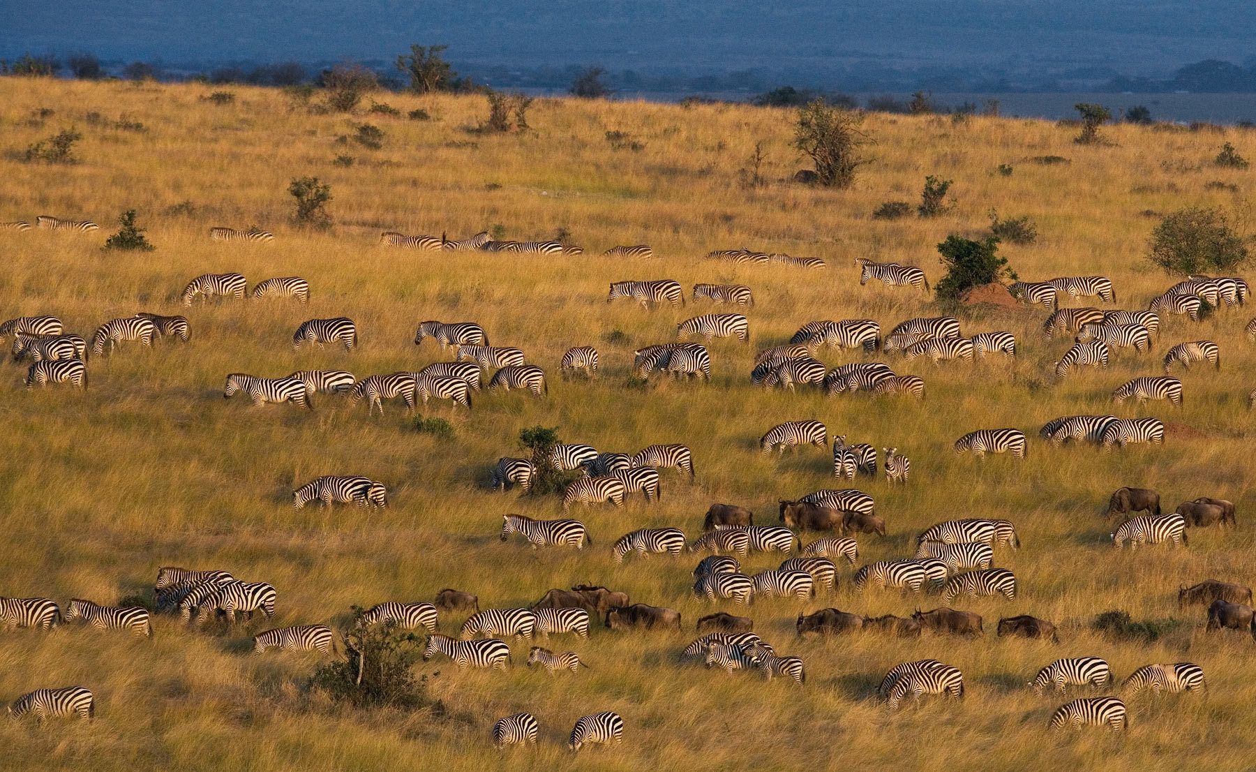 1grazing_herd_35x21_rtp