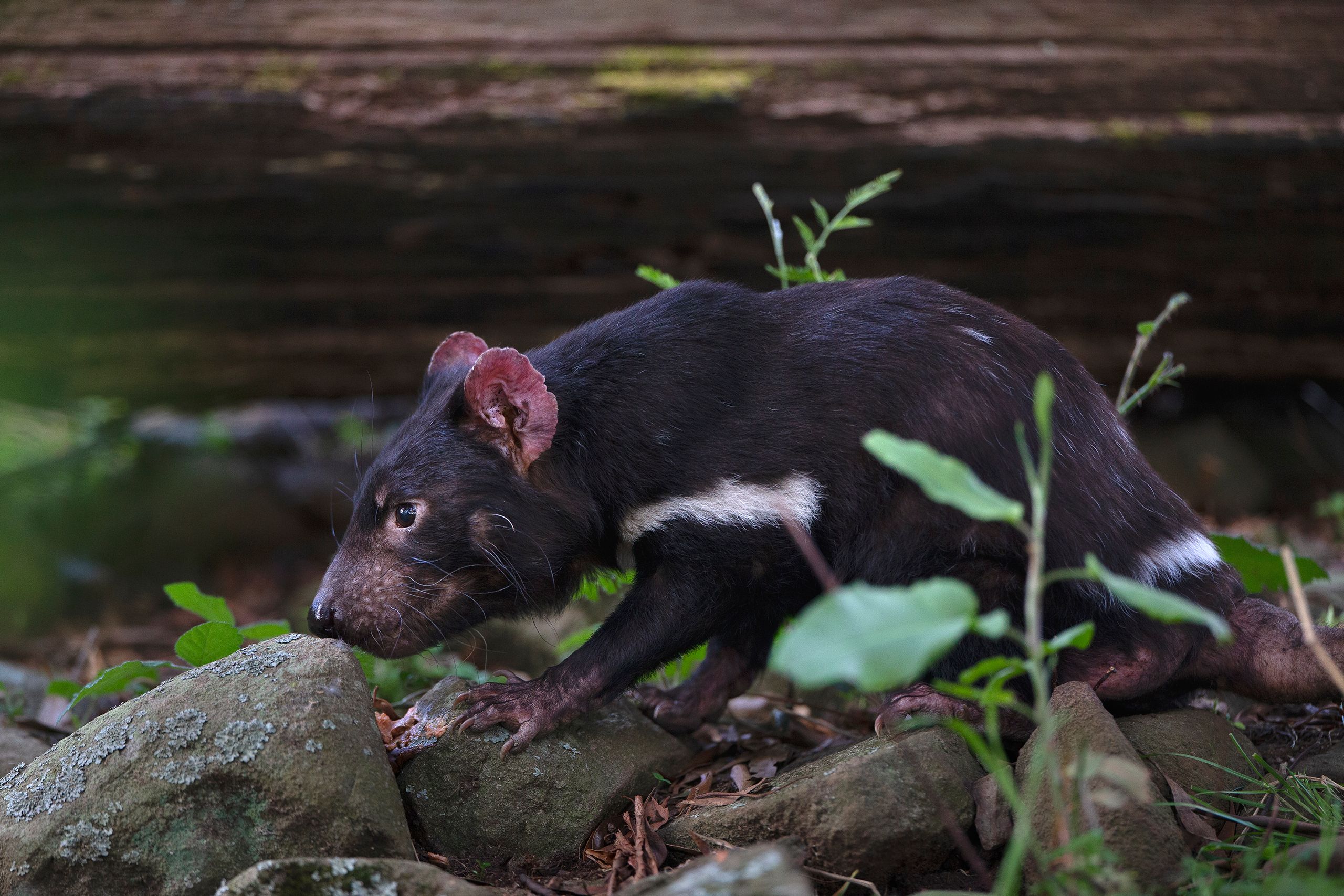 Tasmanian Devil