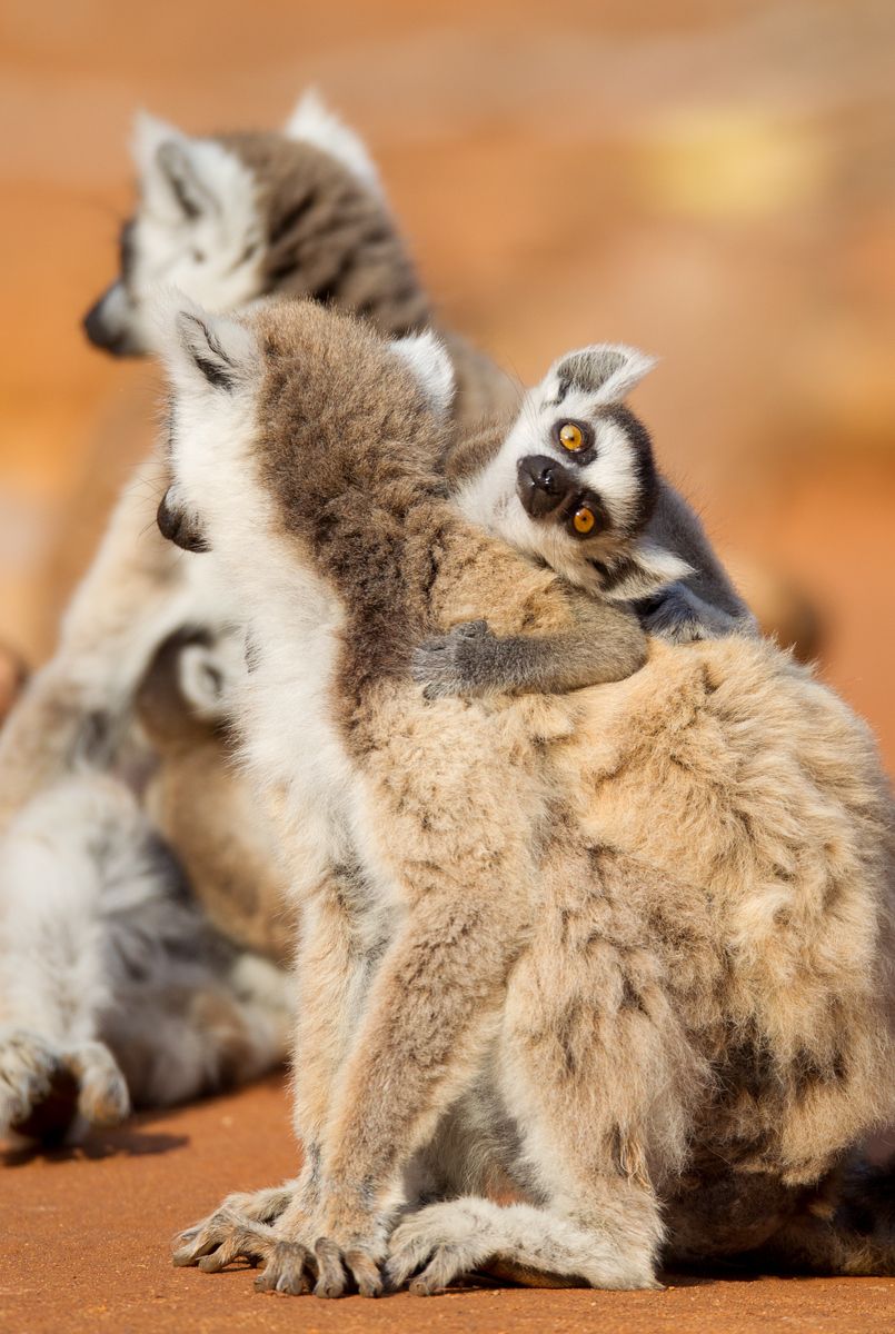 1young_ringtail