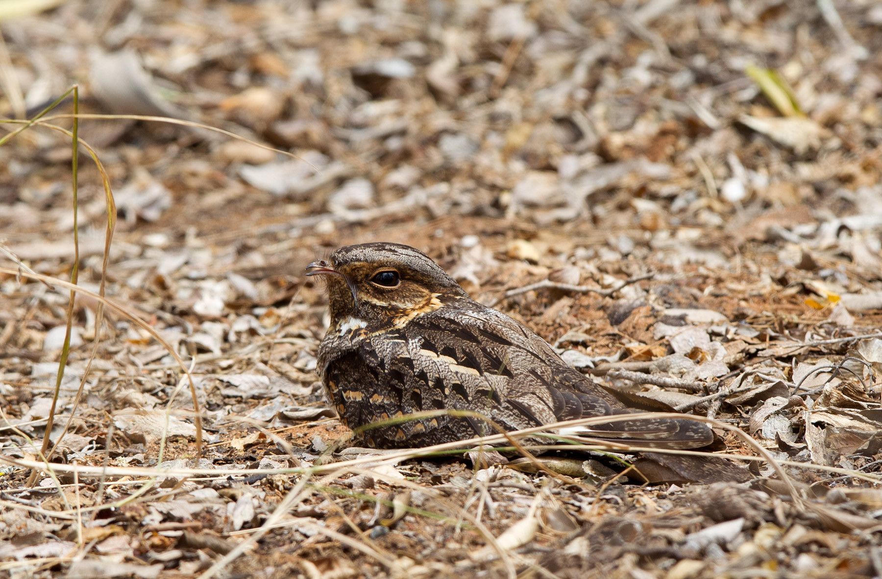 1camouflaged_bird
