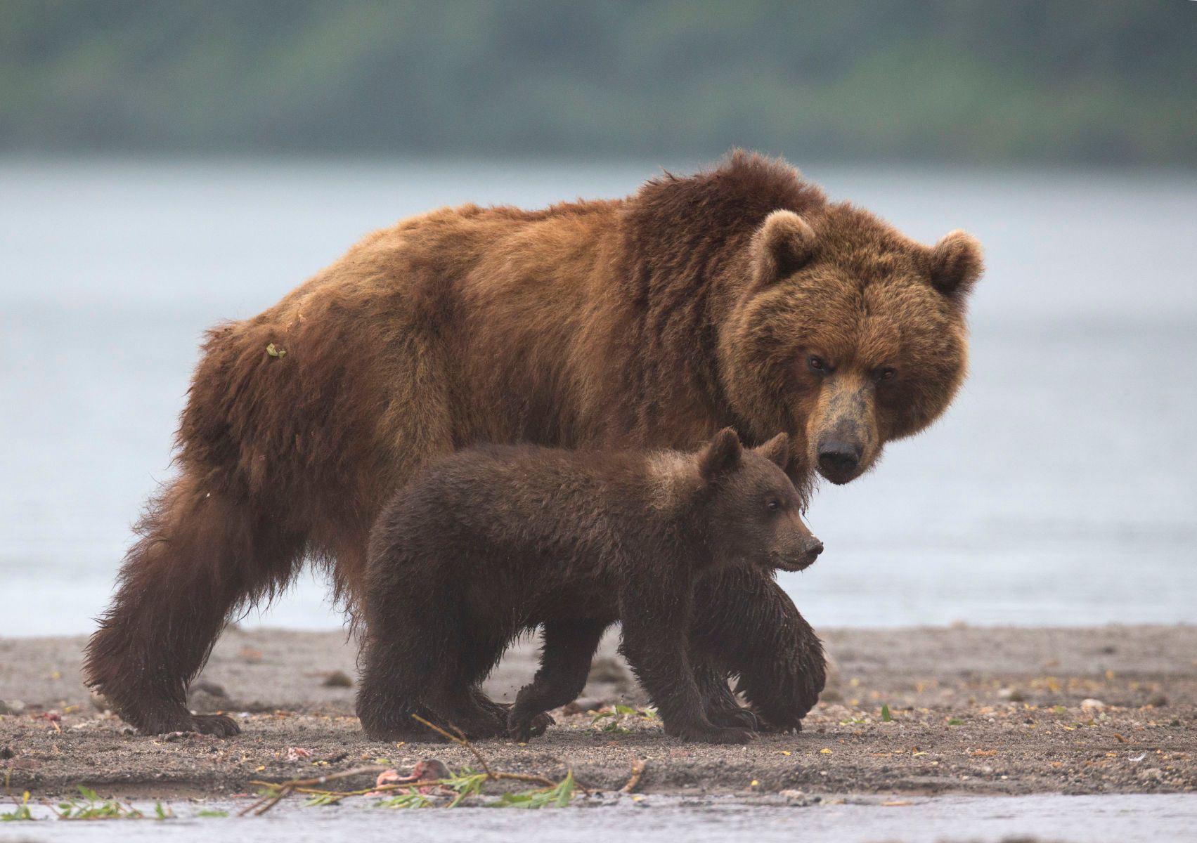 Brown Bear, mother and cub
