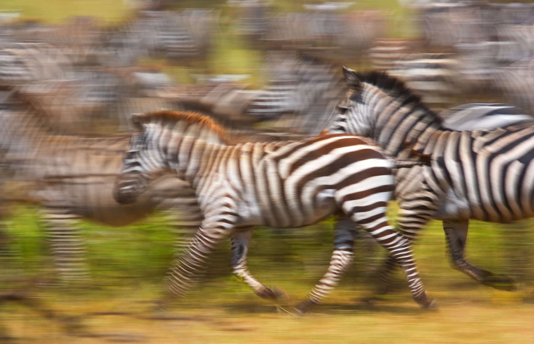 Plains Zebras (Equus Quagga). Seronera Region, Serengeti National Park.  Zebras
