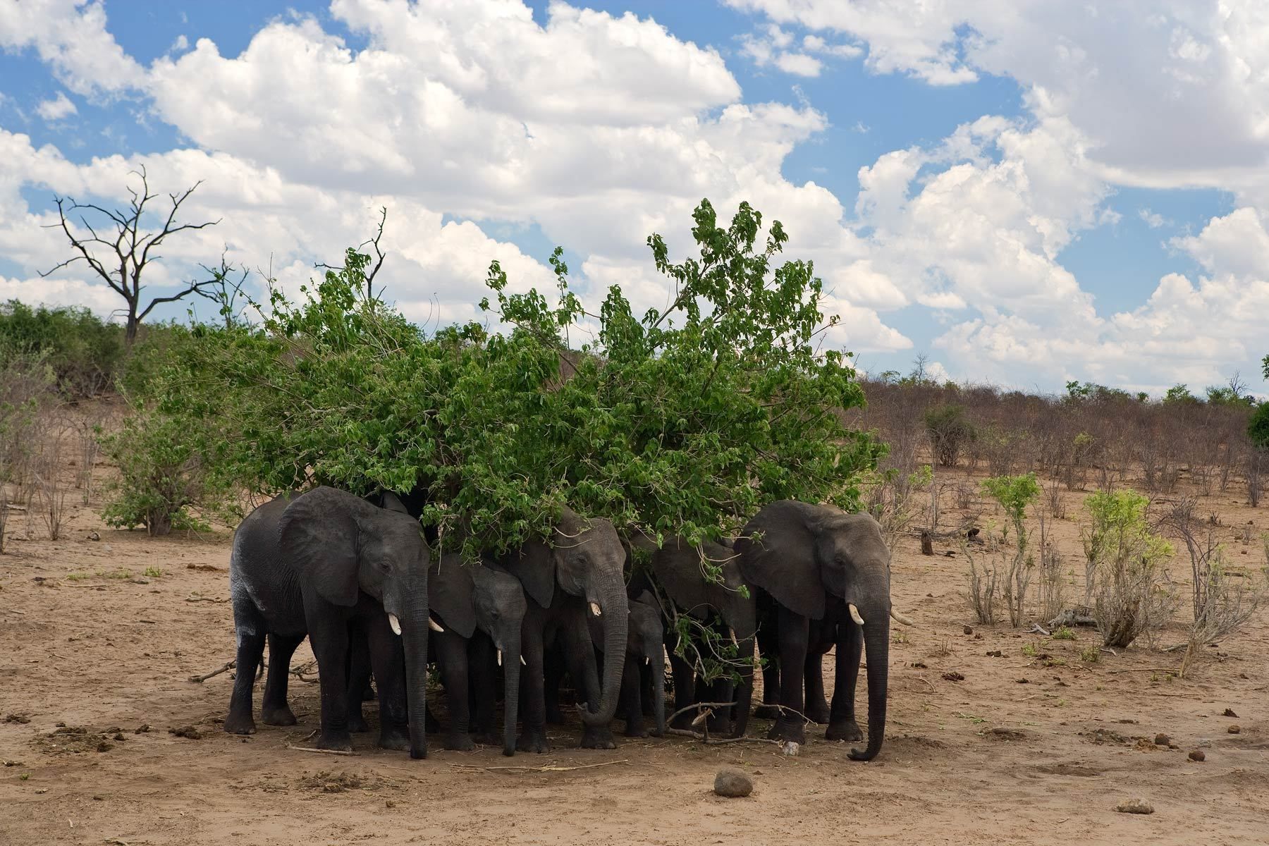 1elephants_under_shade_rtp