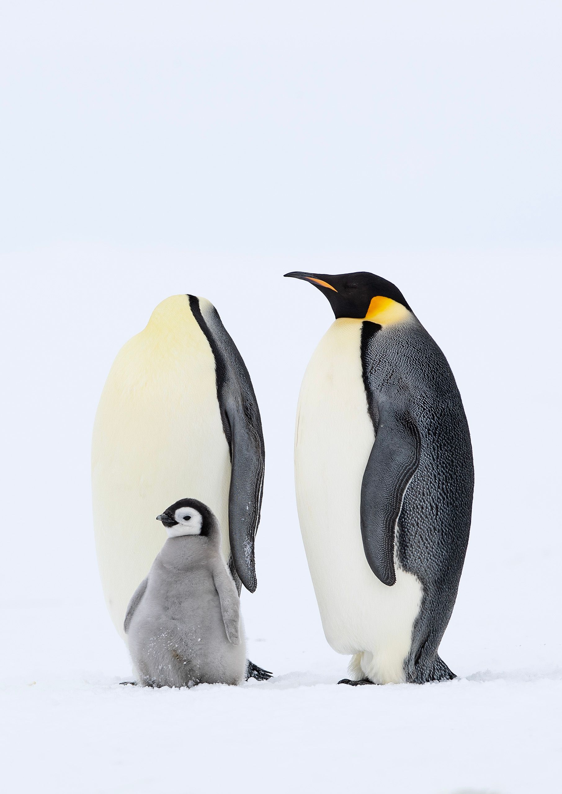 Emperor Penguins (Aptenodytes Forster)