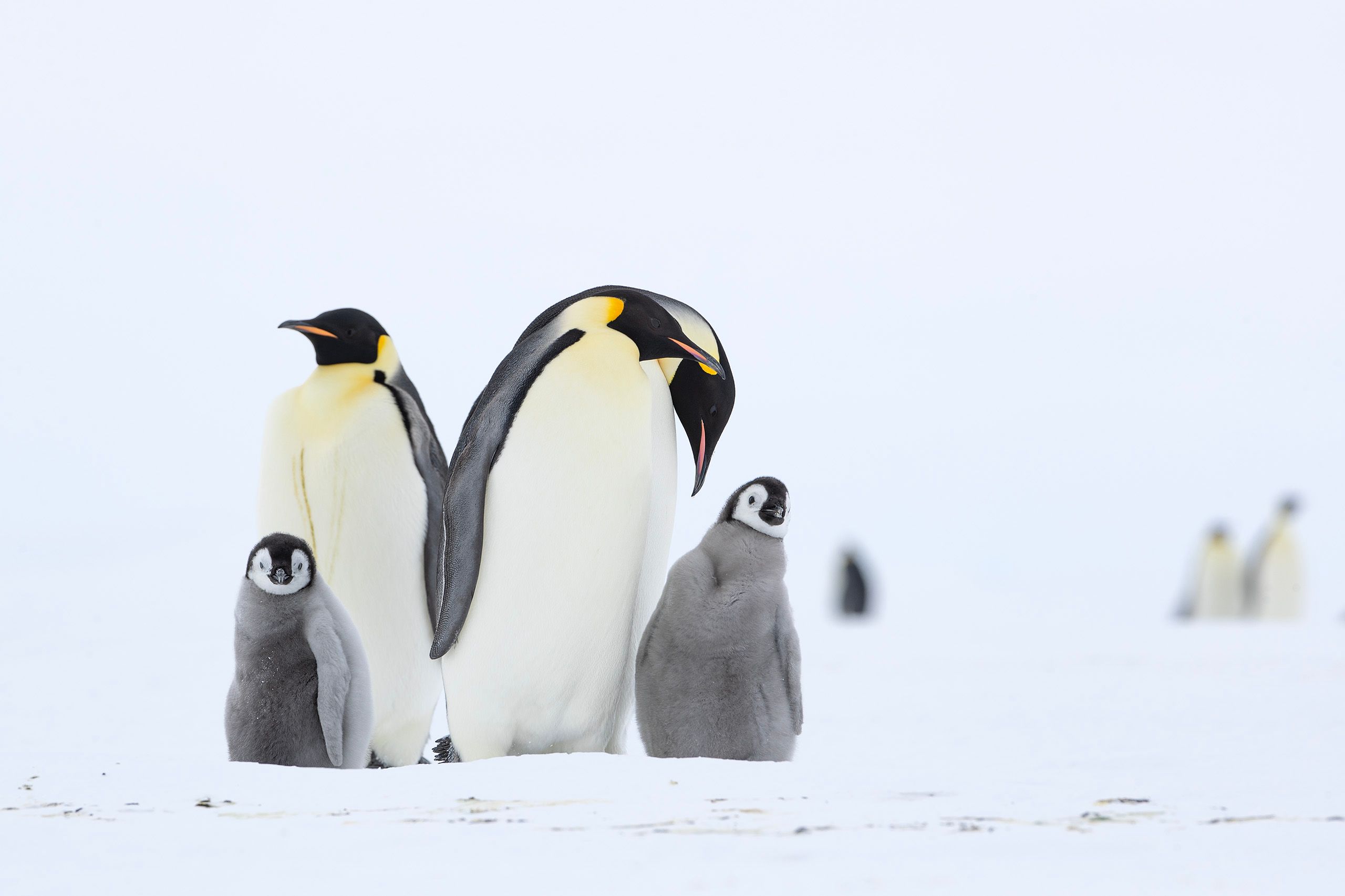 Emperor Penguins (Aptenodytes Forster)