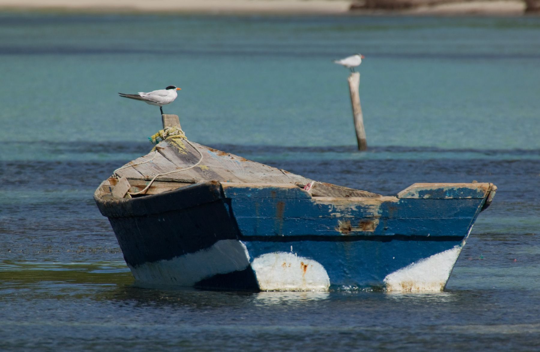 1tern___boat_36x23_rtp