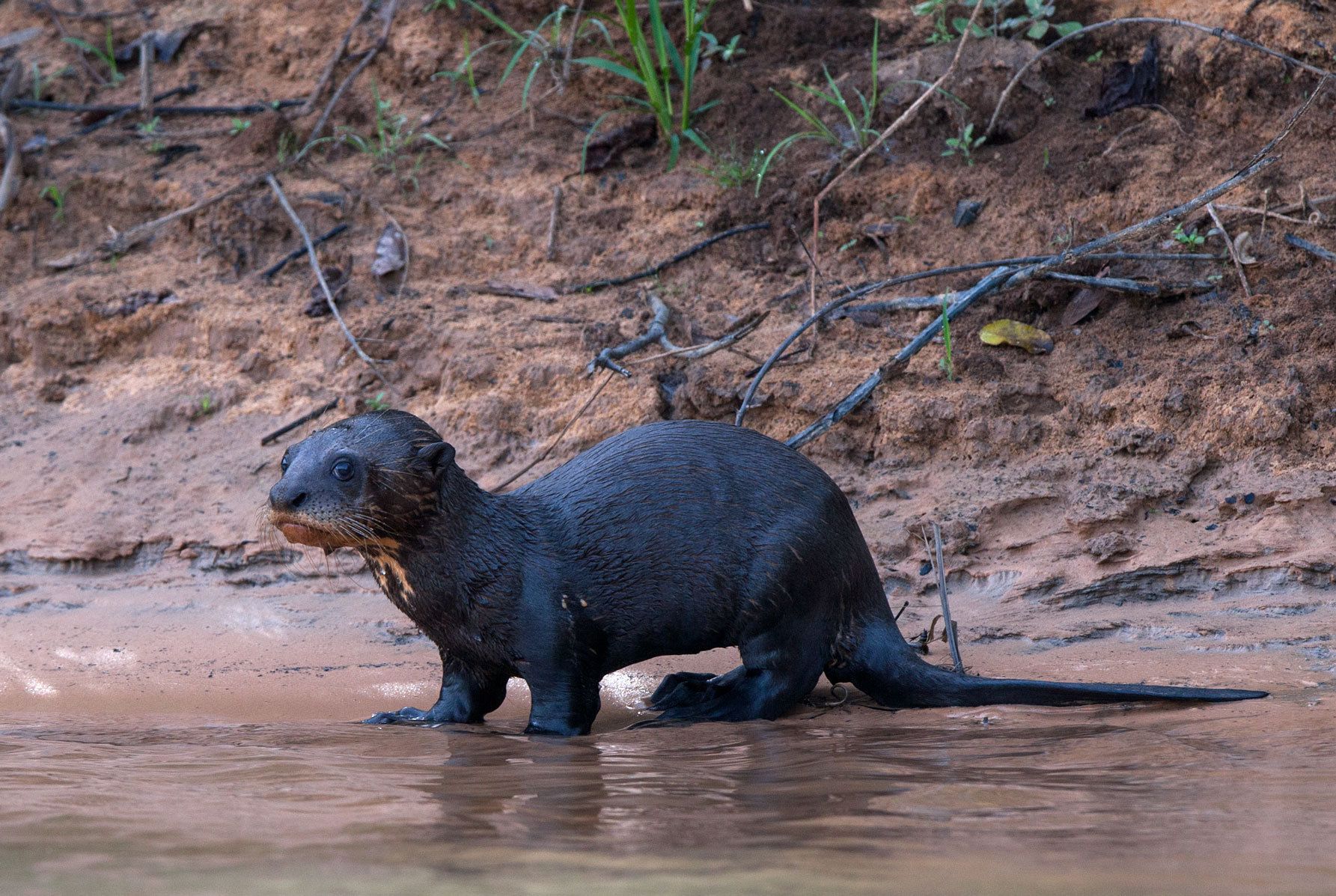 Giant River Otter pup